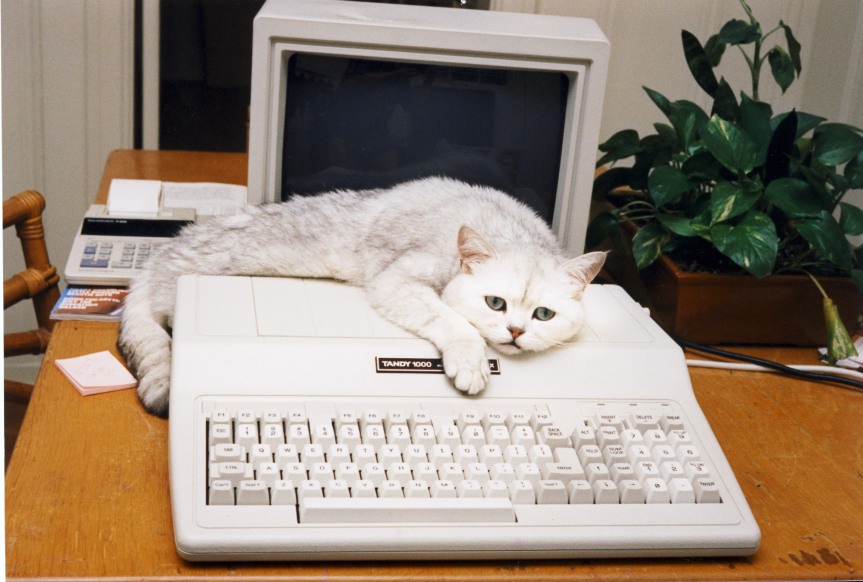 This is the photo Wikipedia uses as its lead picture on the Tandy 1000 page. Guess it's not a frequently photographed computer. :) Used under CC-BY, credit Wiki user JohnnyMrNinja